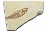 Bargain, Fossil Fish (Knightia) - Wyoming #346042-1